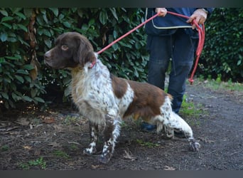 Mottle - Dein Freund fürs Leben