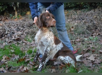 Mottle - Dein Freund fürs Leben