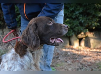 Mottle - Dein Freund fürs Leben