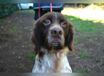 Mottle - Dein Freund fürs Leben