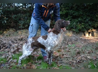 Mottle - Dein Freund fürs Leben