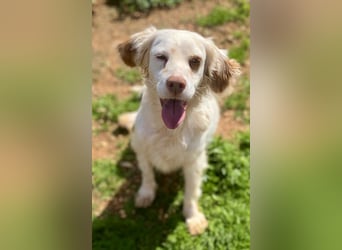 Hübsche CLEMENTINE auf Körbchensuche