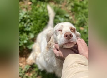 Hübsche CLEMENTINE auf Körbchensuche