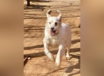 Hübsche CLEMENTINE auf Körbchensuche