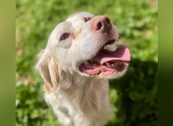 Hübsche CLEMENTINE auf Körbchensuche
