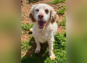 Hübsche CLEMENTINE auf Körbchensuche