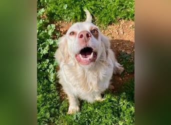 Hübsche CLEMENTINE auf Körbchensuche