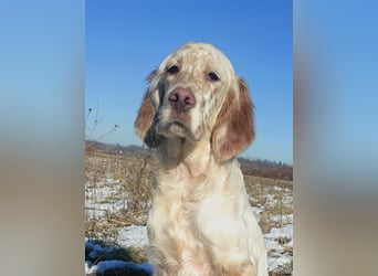 English setter Wurf geplanten