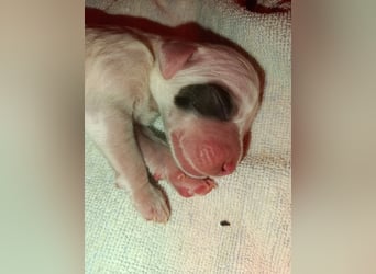 English setter Wurf geplanten