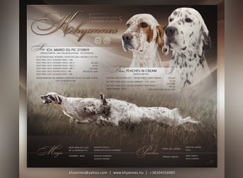 English setter Wurf geplanten