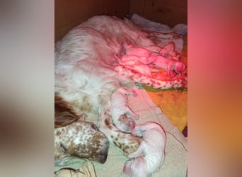 English setter Wurf geplanten
