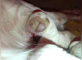 English setter Wurf geplanten