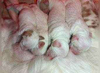 English setter Wurf geplanten