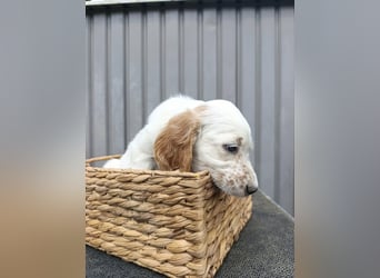 English setter Welpen (3 Rüden)