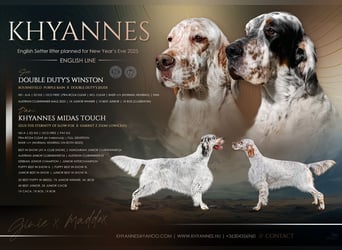 English setter Wurf geplanten