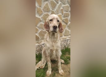 English setter Wurf geplanten