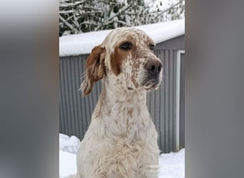 English setter Welpen (3 Rüden)