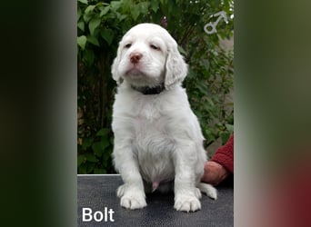 English setter Welpen (3 Rüden)