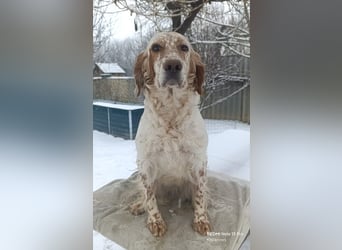 English setter Welpen (3 Rüden)
