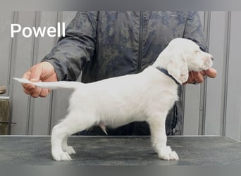 English setter Welpen
