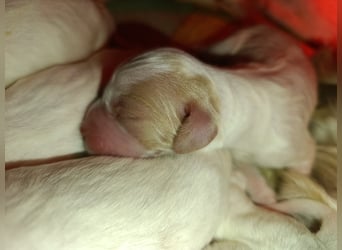 English setter Wurf geplanten