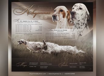 English setter Welpen (3 Rüden)