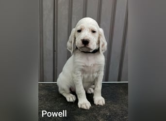 English setter Welpen