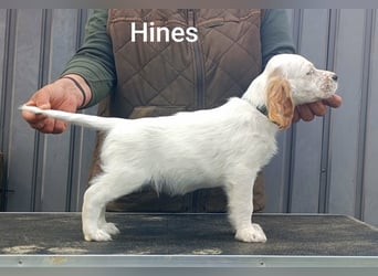 English setter Welpen (3 Rüden)