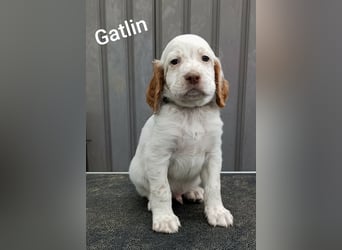 English setter Welpen