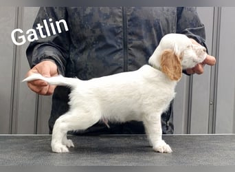English setter Welpen