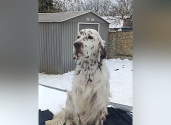 English setter Welpen (3 Rüden)