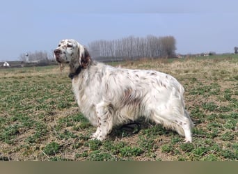 English setter Welpen (3 Rüden)