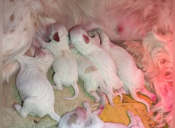 English setter Wurf geplanten