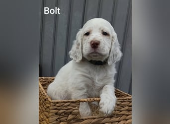 English setter Welpen (2 Rüden)