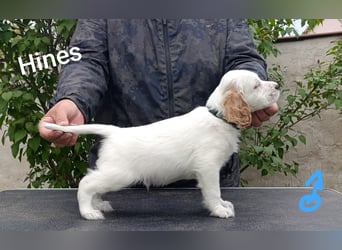 English setter Welpen