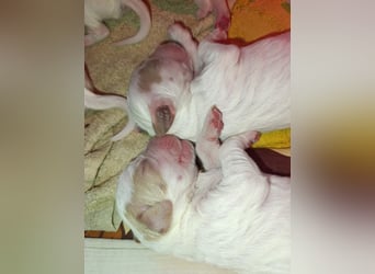 English setter Wurf geplanten