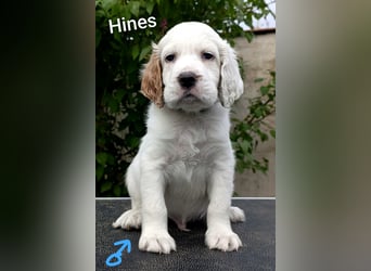 English setter Welpen