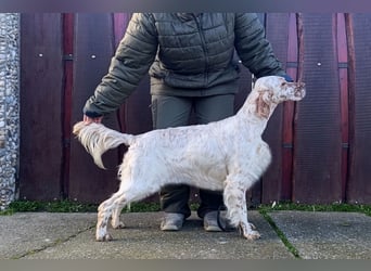English setter Wurf geplanten