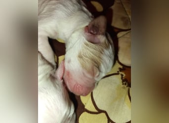 English setter Wurf geplanten