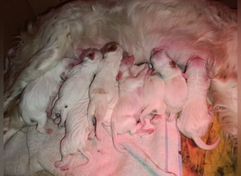 English setter Wurf geplanten