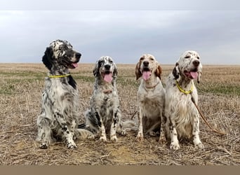 English setter Welpen (3 Rüden)