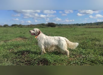 English setter Welpen (3 Rüden)