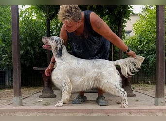 English setter Wurf geplanten