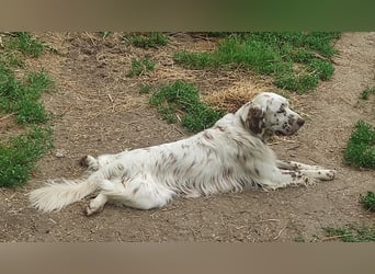 English setter Welpen (3 Rüden)