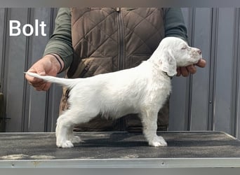 English setter Welpen (2 Rüden)