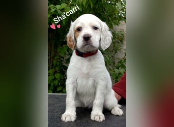 English setter Welpen