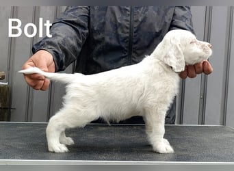 English setter Welpen