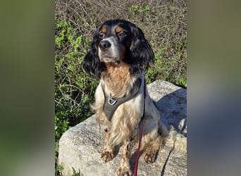 Moreno: Traumhund ohne wenn und aber - gerne Pflegestelle