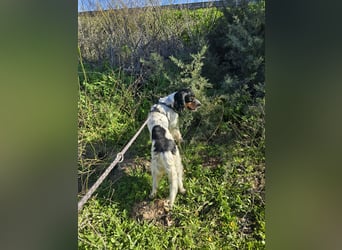 Moreno: ein Traum für Setter-Freunde