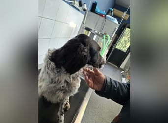 SetterMix Erik möchte eine Familie